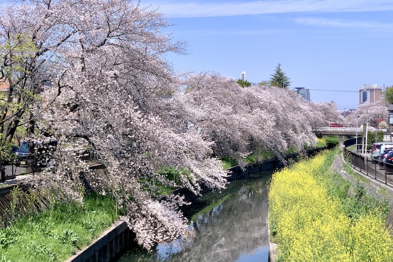 鴻沼川沿いの桜並木