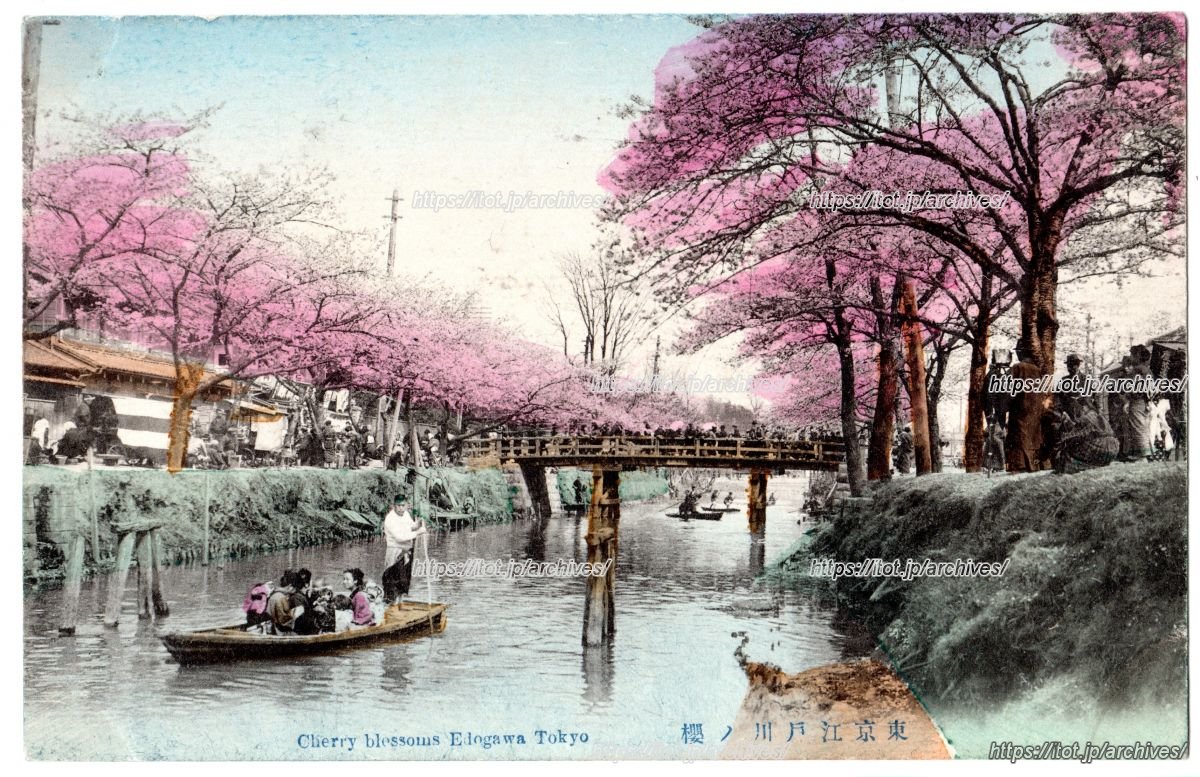 江戸川沿いの桜