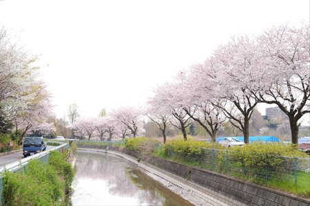 見沼代用水の桜並木