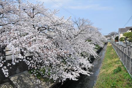 真間川沿いの桜並木をレポートします！