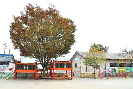 酒田保育園　庭の木