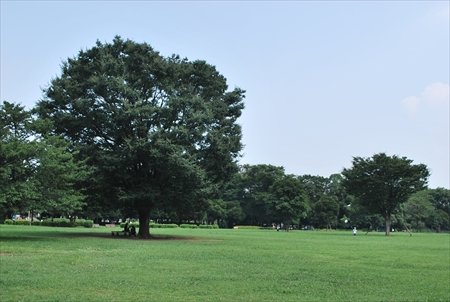 木場公園の風景