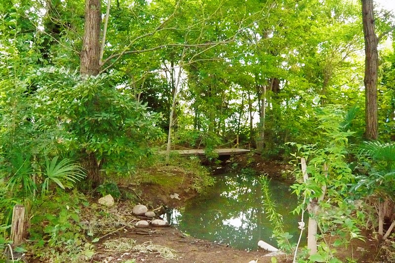 ビオトープにある池。奥には橋が架かっている