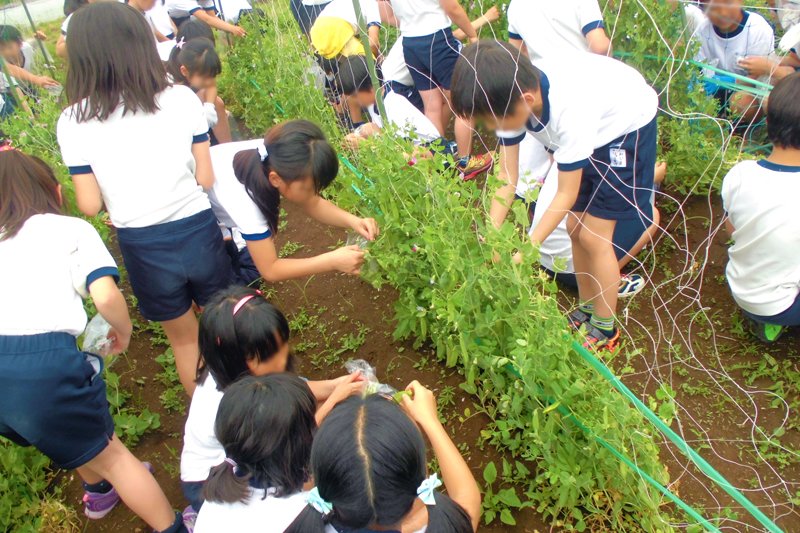 地域の協力を得て江戸東京野菜を育てる体験をしている
