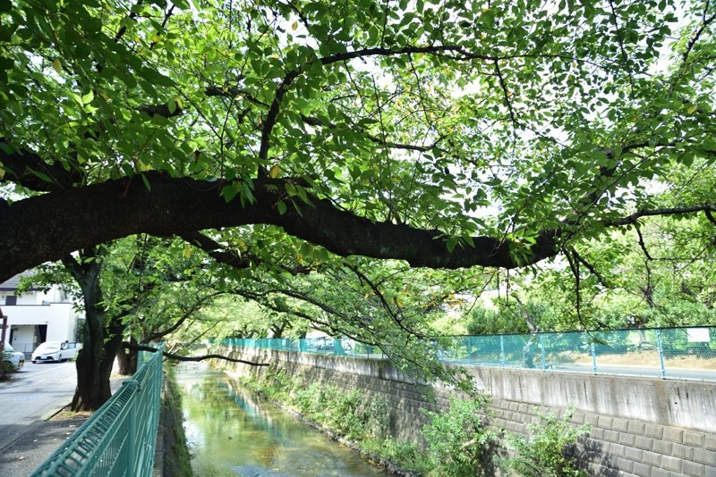 春には桜が見事な、麻生川沿いの並木道