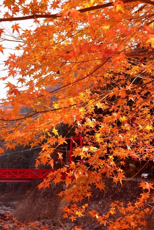 武田尾温泉の紅葉