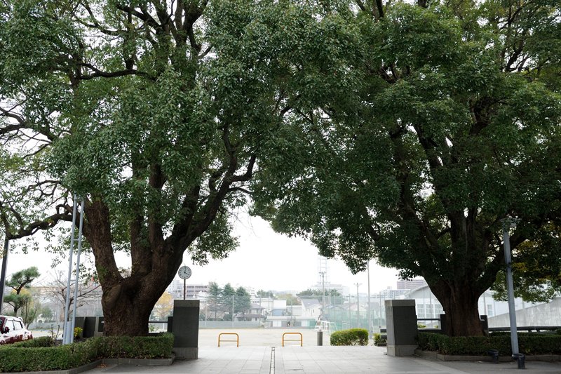 校門の両側に植えられたクスノキの木