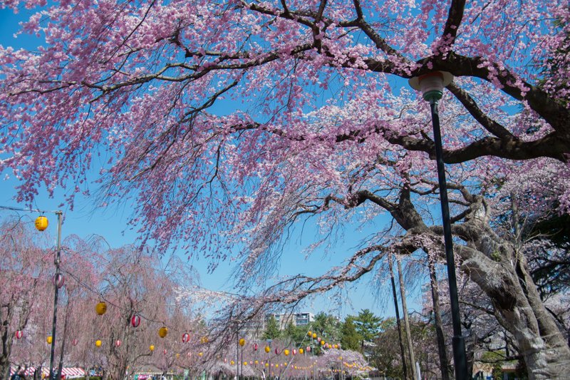 「榴岡公園」の枝垂桜
