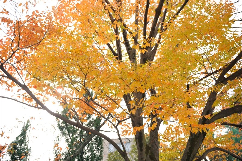 「さいたま市立文蔵小学校」のシンボルの一つのケヤキの木