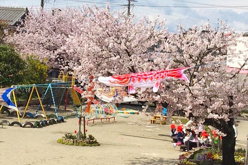 「桜保育所」に咲く美しい桜