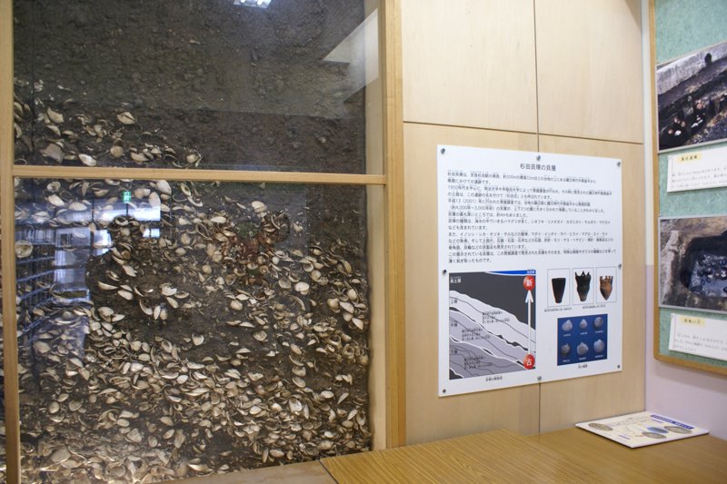 杉田貝塚の展示