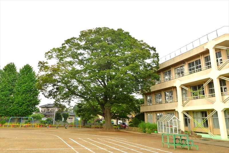 学校のシンボルツリーであるケヤキの大木