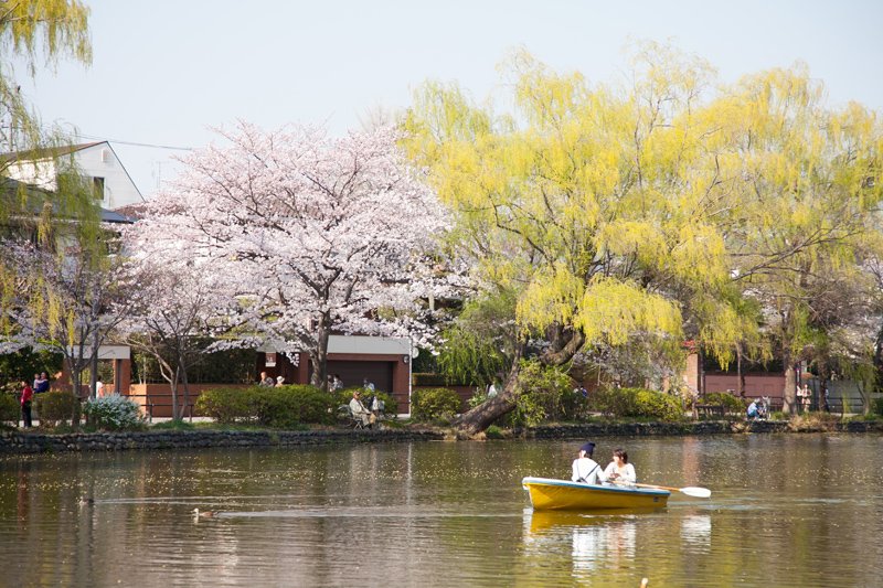 春には桜を楽しめる「石神井公園」
