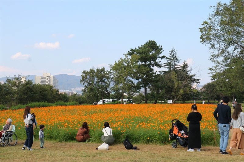 武庫川沿いのコスモス園はスケールも大きく人気のスポット