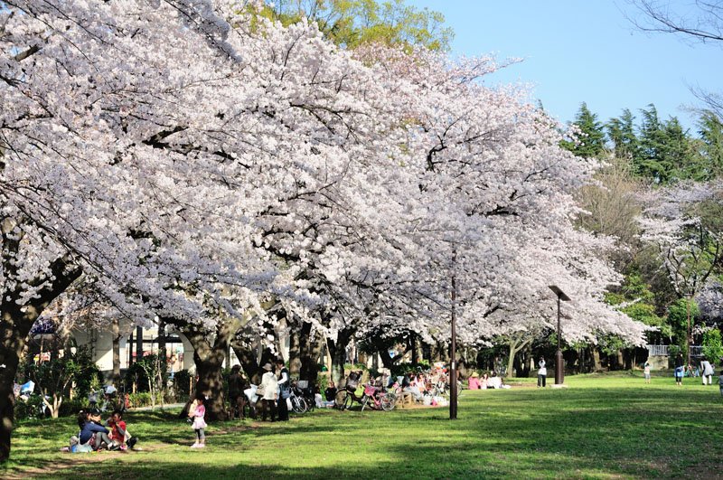 春には花見でにぎわう「赤塚公園」