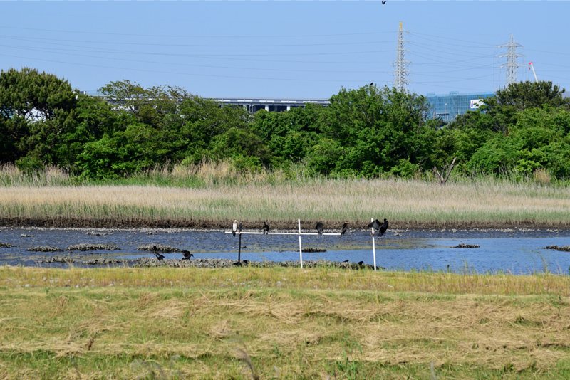 「市川野鳥の楽園」