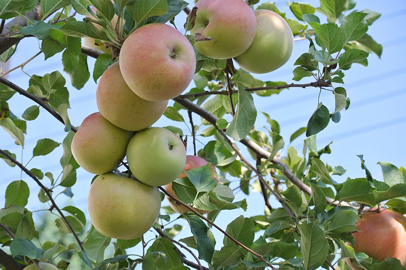 “ひろいお庭”には毎年実のなるりんごの木が