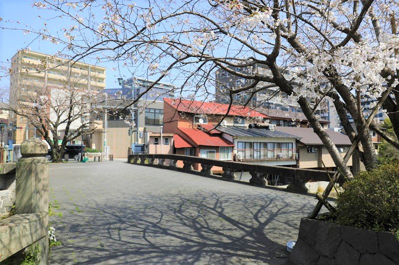 明八橋と桜の木
