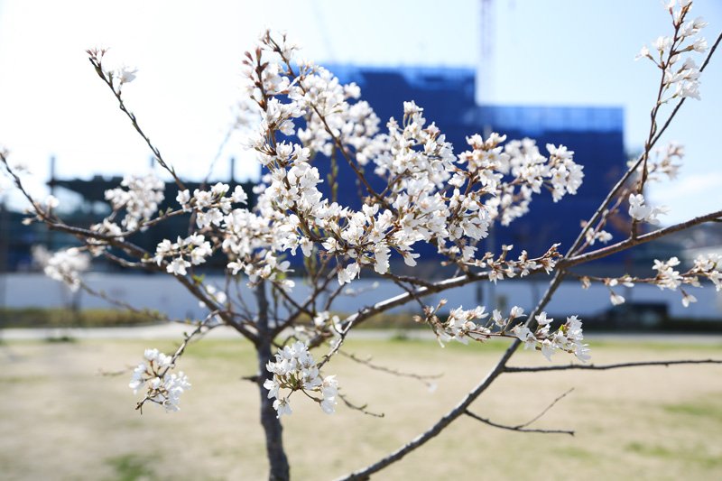 公園内にはたくさんの桜が植樹されている
