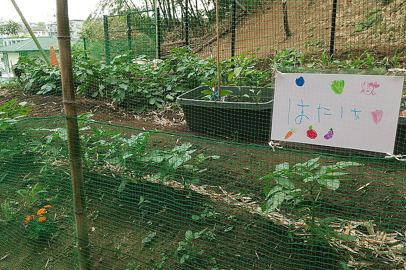子どもたちが野菜を育てている畑 （画像提供：どろんこ会グループ）