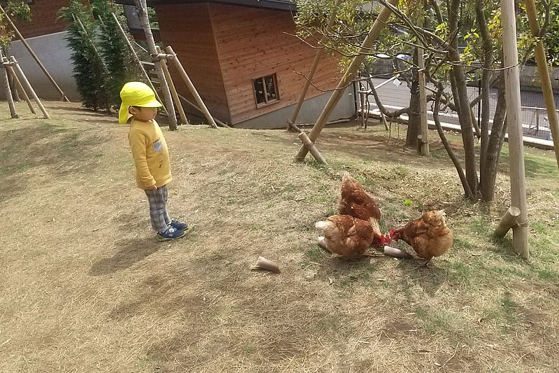 園庭で鶏を飼育 （画像提供：どろんこ会グループ）