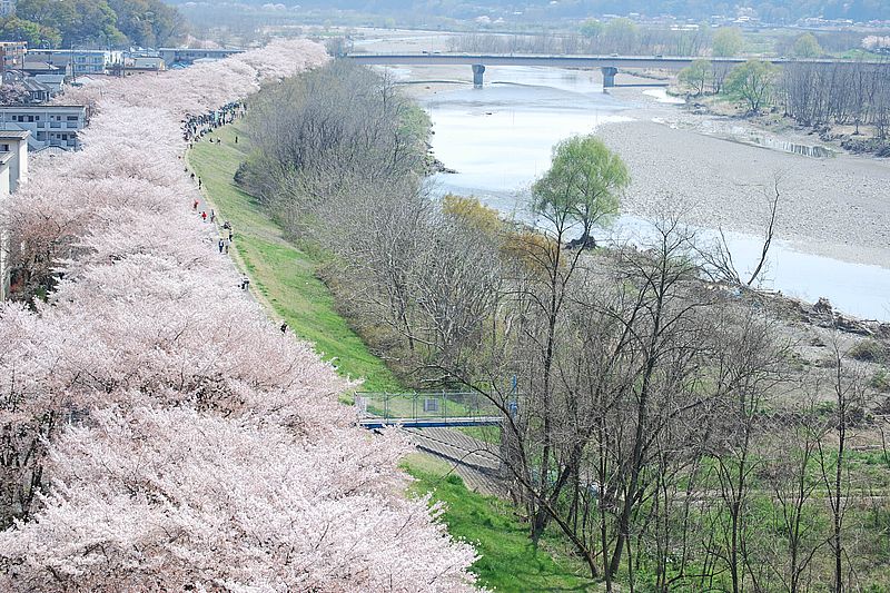 「ふっさ桜まつり」の時期にお花見スポットになる多摩川沿い　 ※画像提供：福生市役所