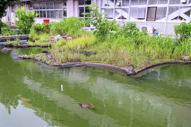昭和時代の卒業生が残した、千葉県を模した池 