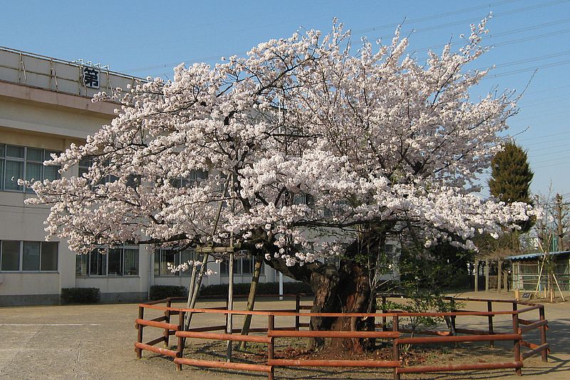 春には満開となる「百年桜」