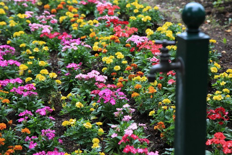 保護者の方々によって植えられたお花