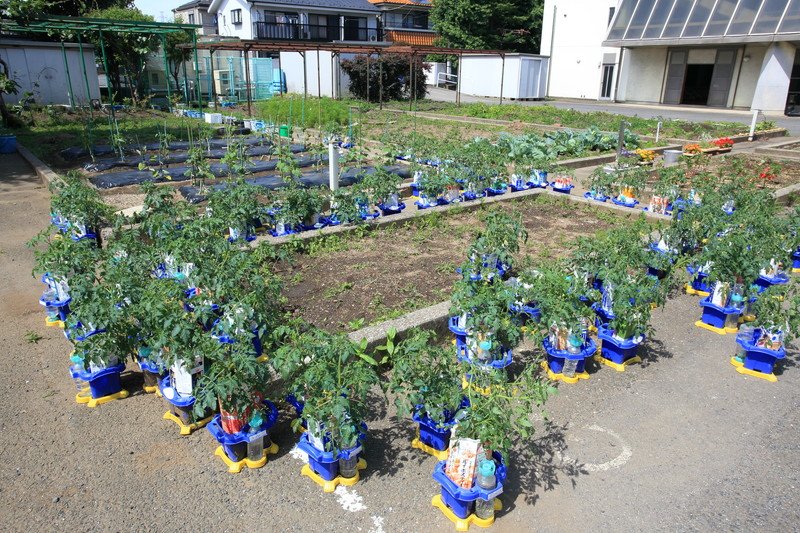 子どもたちが育てている植物