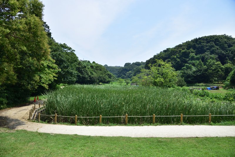 鎌倉広町の森