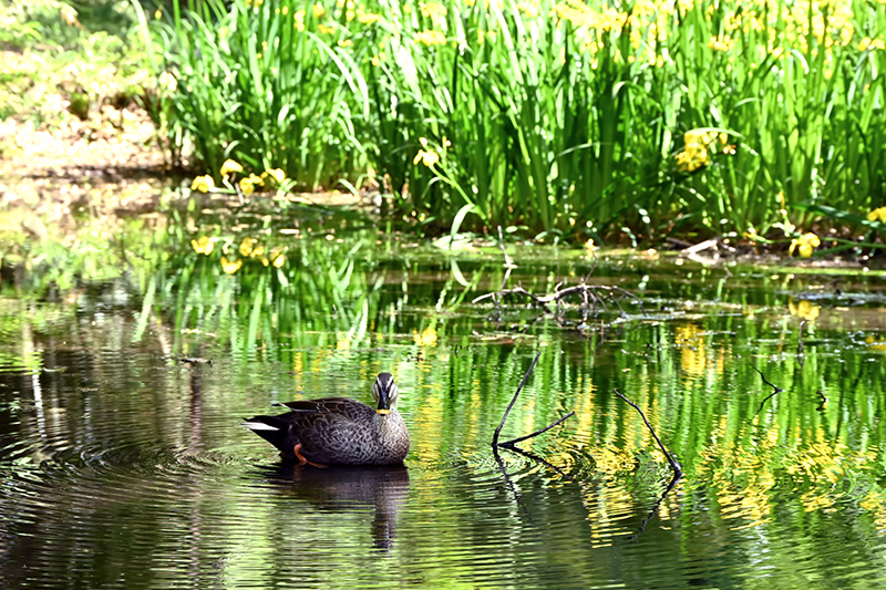水鳥もやってくる