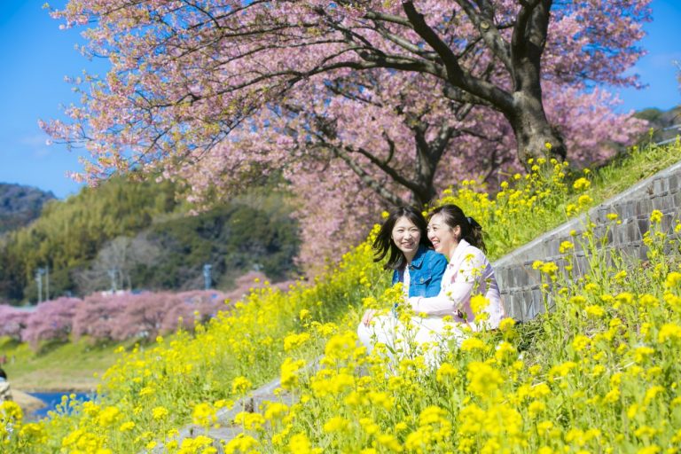 早咲きの河津桜が咲き誇る、南伊豆町「みなみの桜と菜の花まつり」２月１日(火)より開催。桜・夜桜バスが運行。（静岡県）