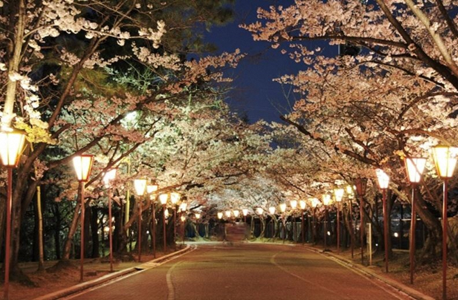 約1,000本のソメイヨシノを照らす幻想空間「日岡山公園」ぼんぼりライトアップ（兵庫県加古川市）