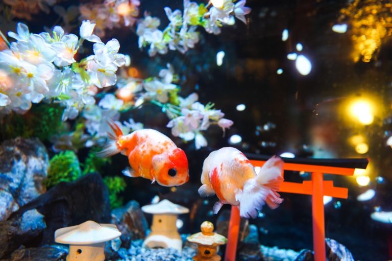金魚ミュージアム「ミ・ナーラ」にて、桜が由来の金魚と桜の木のイベント「さくら咲くらんちゅう」が開催中！（奈良県）