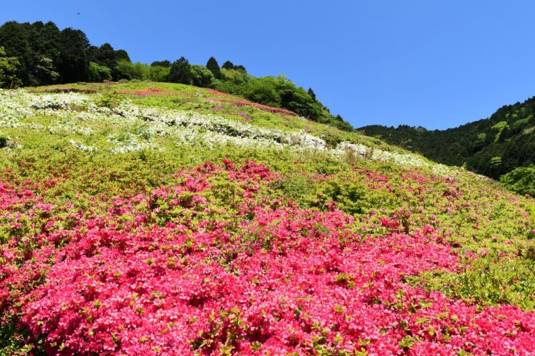 熱海の花の名所「姫の沢公園」で6万株のツツジが咲き誇る「花まつり」がGWに開催！（静岡県）