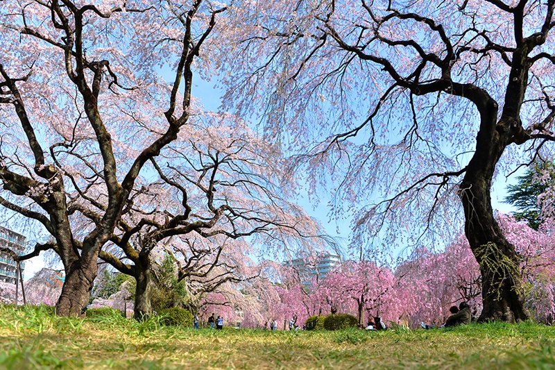 桜の名所として知られる「榴岡公園」