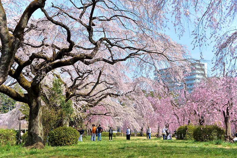 「榴岡公園」内の桜