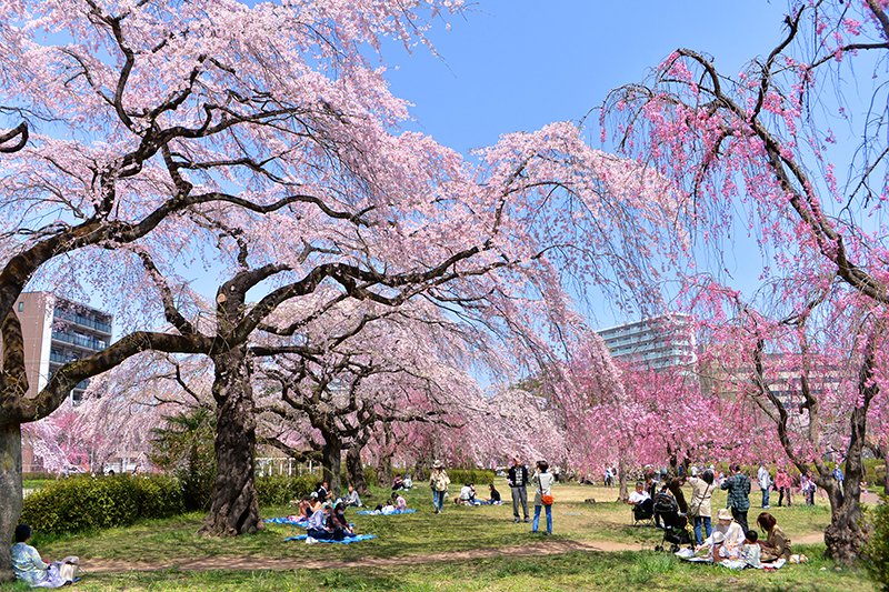 「榴岡公園」内の桜