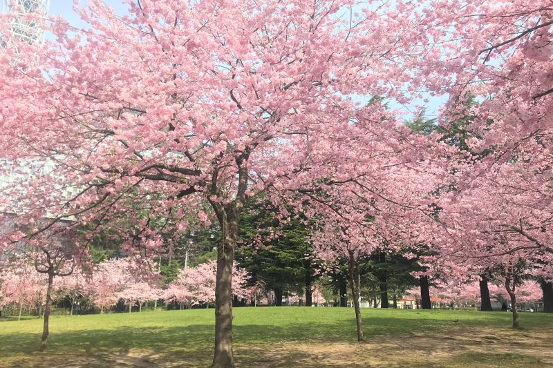 春には花見も楽しめる「錦町公園」