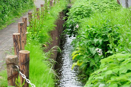 野火止用水（小山三丁目付近）