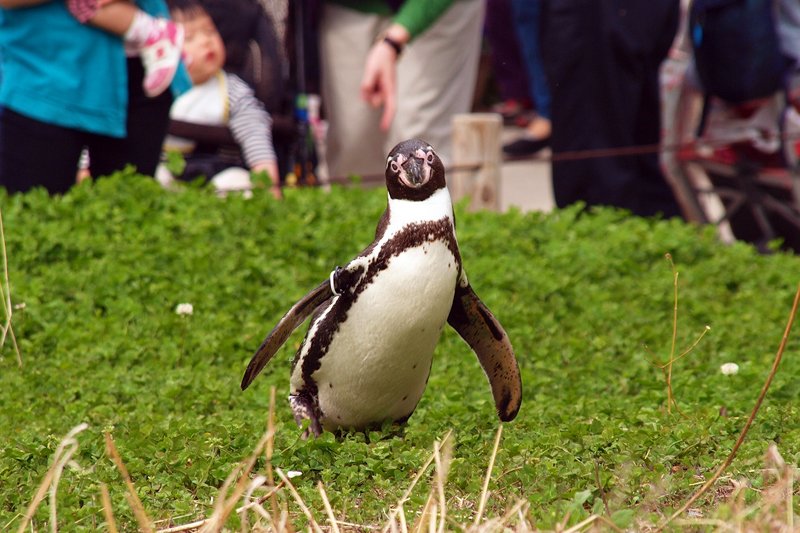 フンボルトペンギンの生態を間近で観察