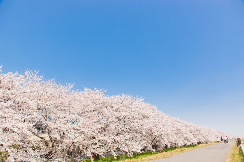 桜並木が美しい「熊谷桜堤」