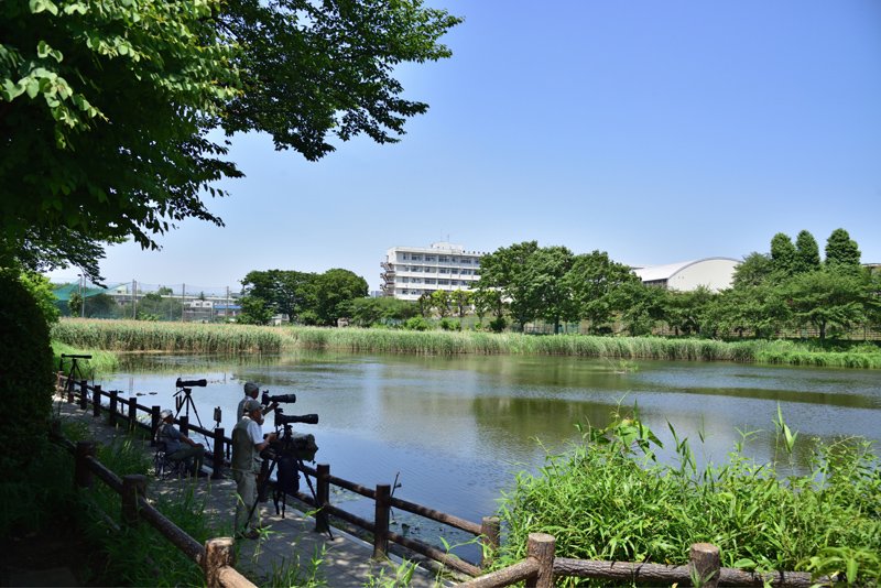 水と緑を楽しめる白幡沼