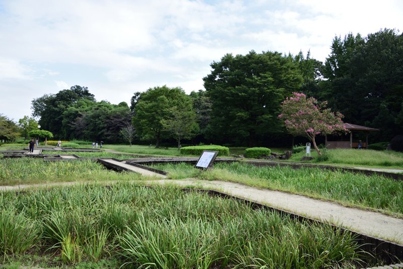 花菖蒲の名所として知られる「山崎公園」