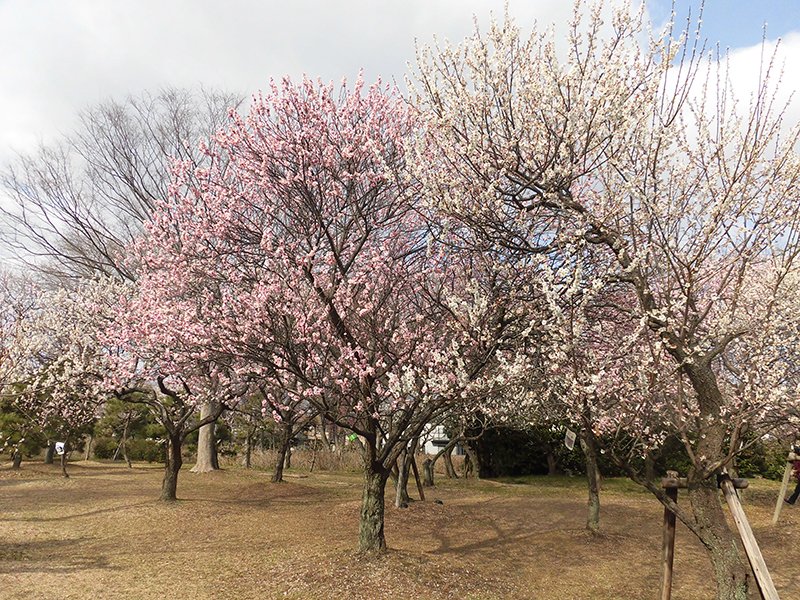 可愛らしいピンクの梅に春の訪れを感じる