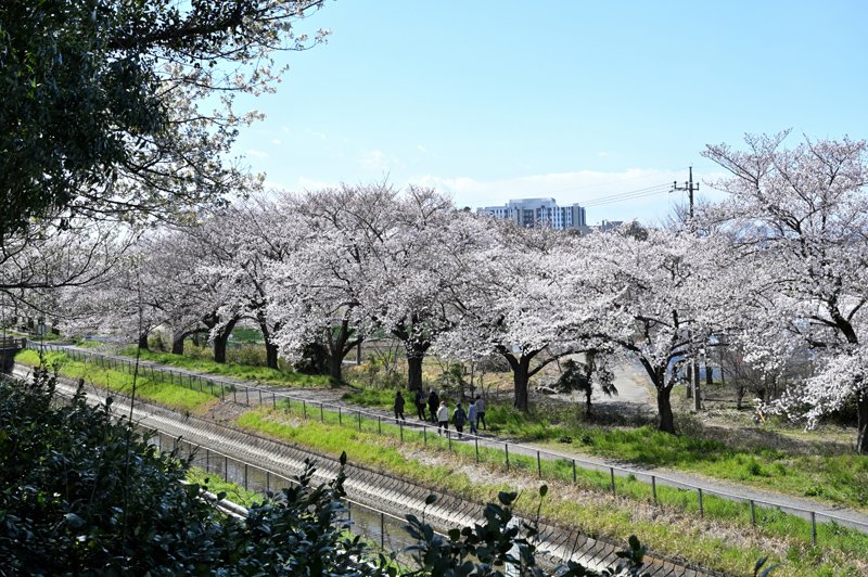 芝川沿いの桜並木