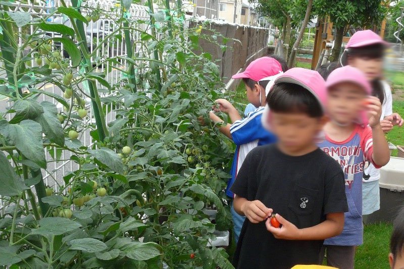 食育活動の一環として園内で野菜を育てている