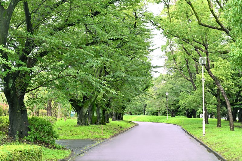 栄緑道桜並木