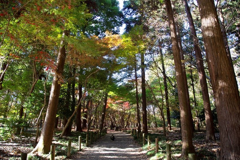 天然記念物 平林寺境内林